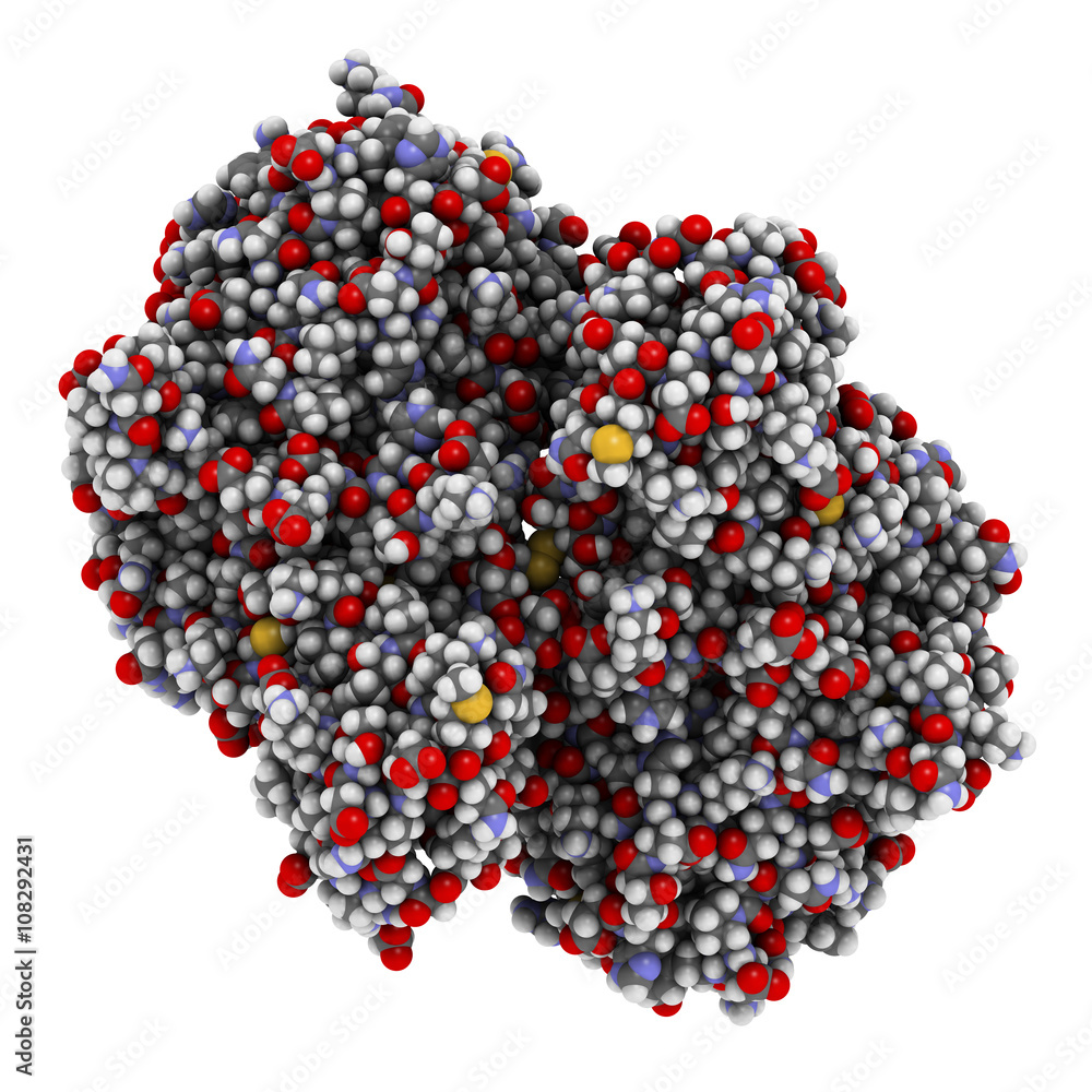 Indoleamine 2,3 dioxygenase 1 (IDO1) protein. Indoleamine 2,3 dioxygenase 1 (IDO1) protein.