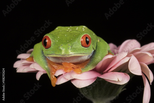 Red Eyed Tree Frog on Flower