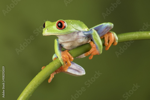 Red Eyed Tree Frog on Bamboo © theclarkester