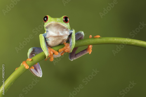 Red Eyed Tree Frog on Bamboo