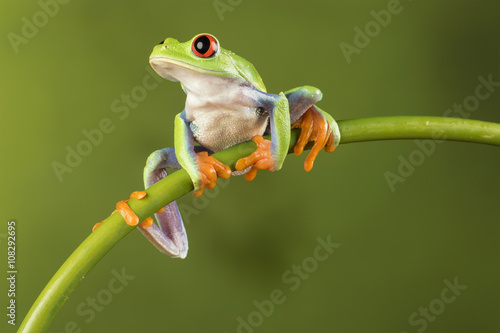 Red Eyed Tree Frog on Bamboo