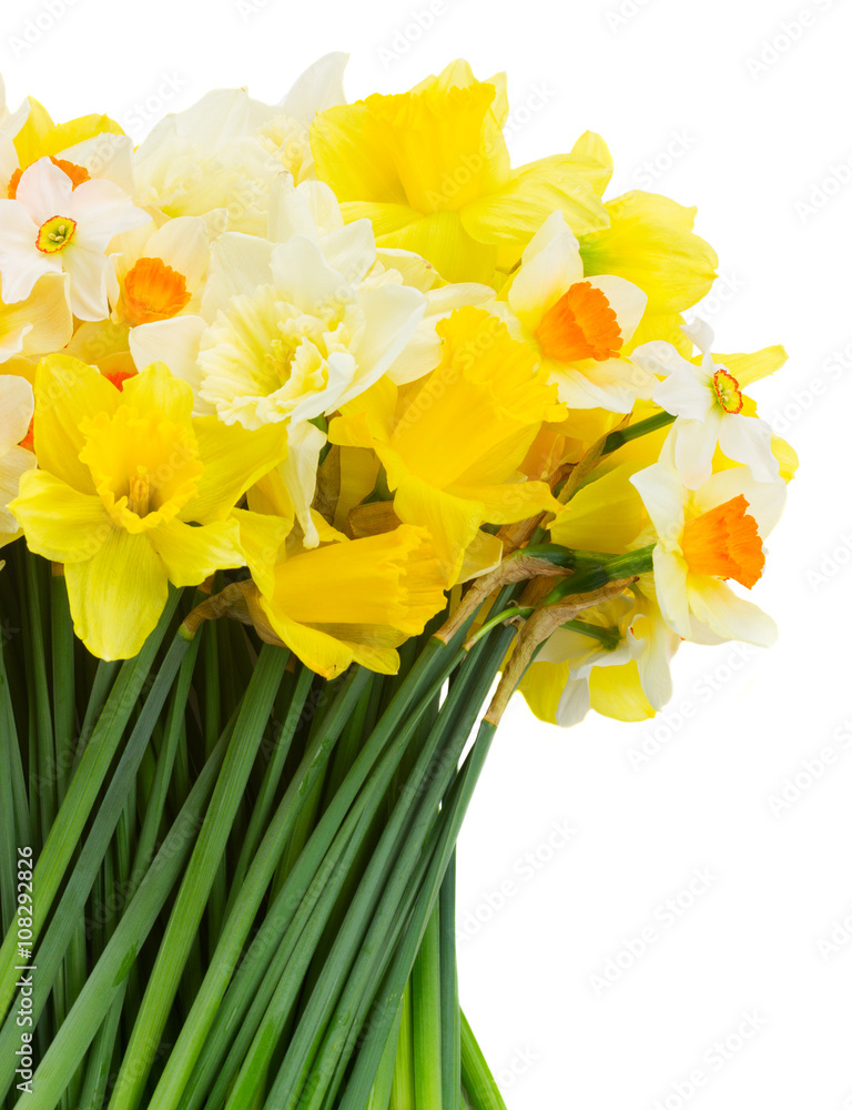 Fresh spring daffodils Fresh spring daffodils