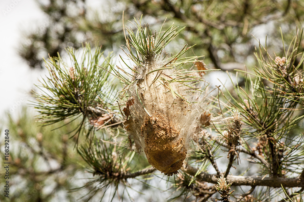 Naklejka premium Larve di processionaria