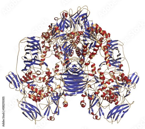 Lactase (Kluyveromyces lactis beta-galactosidase) enzyme.