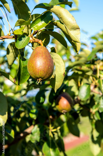 Pears growing on a tree