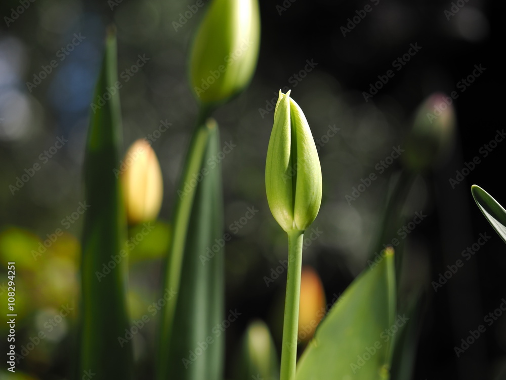 Fototapeta premium Tulip bud green in sunlight with a blurred background