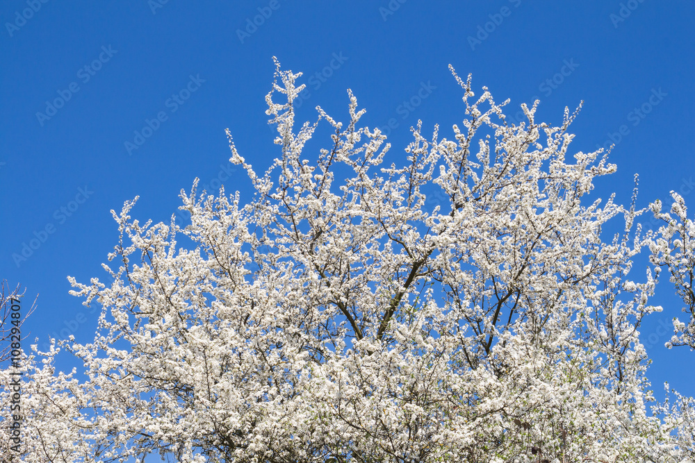 Blossoming treetop and a blue sky