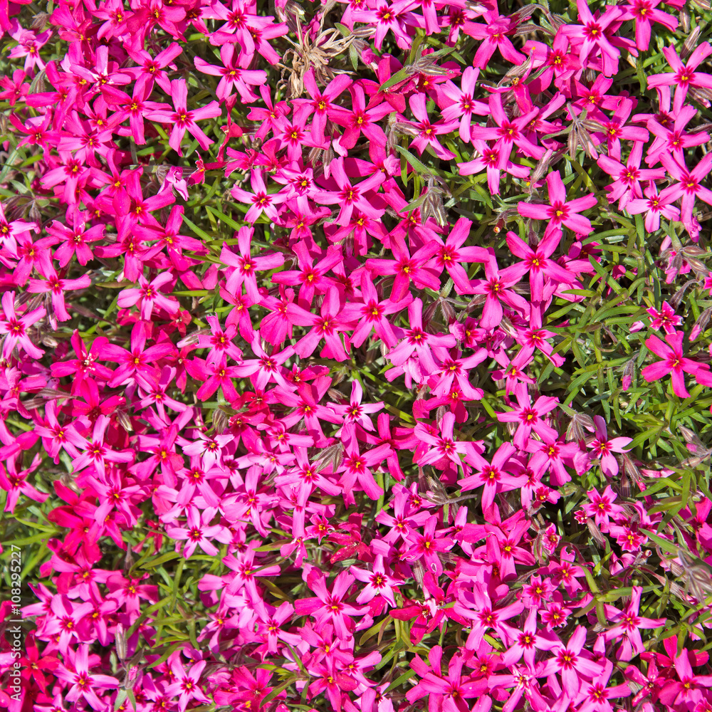 Polsterphlox, Phlox subulata, Teppichphlox Polsterphlox, Phlox subulata, Teppichphlox