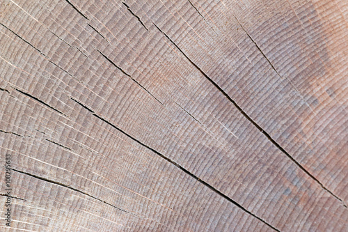 Holzstamm Buche Nahaufnahme