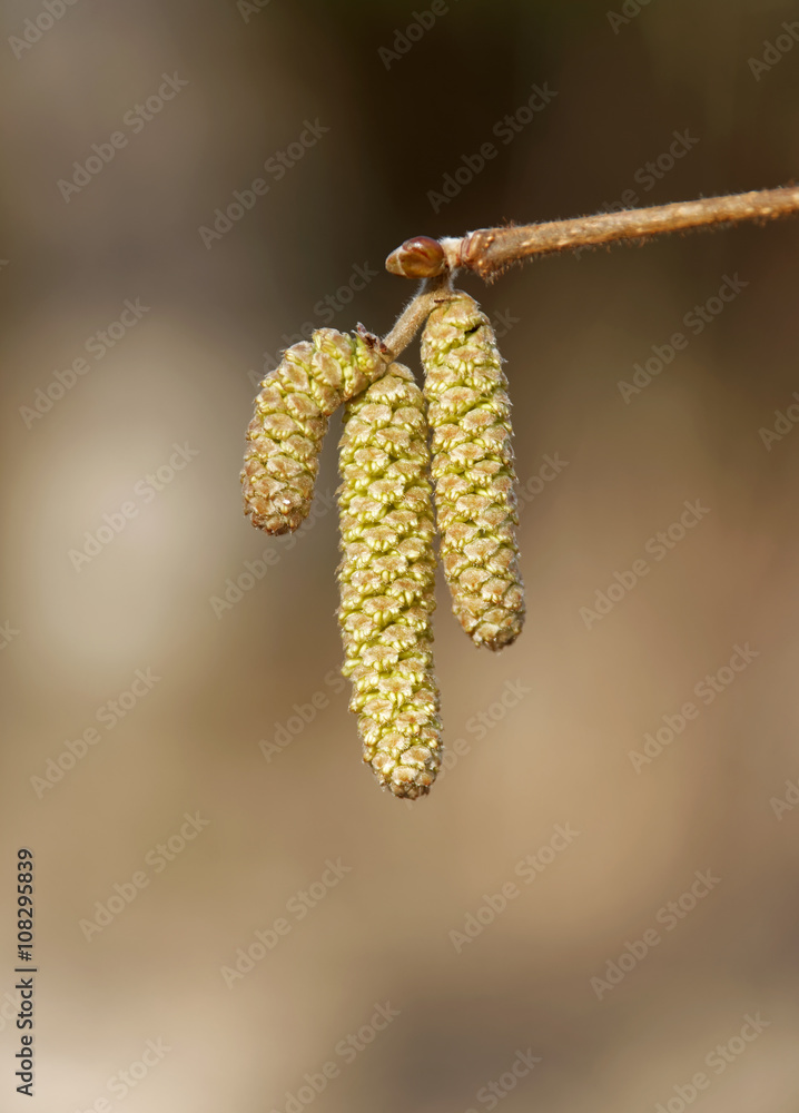 Fototapeta premium Hazel catkin closeup