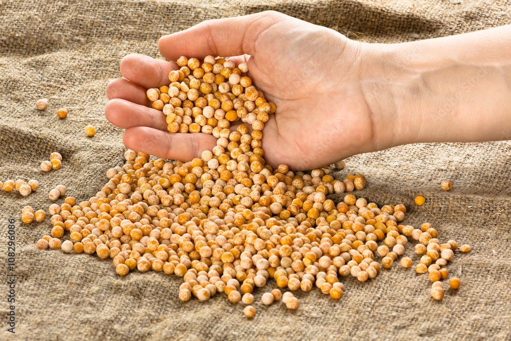 dried peas in hand dried peas in hand