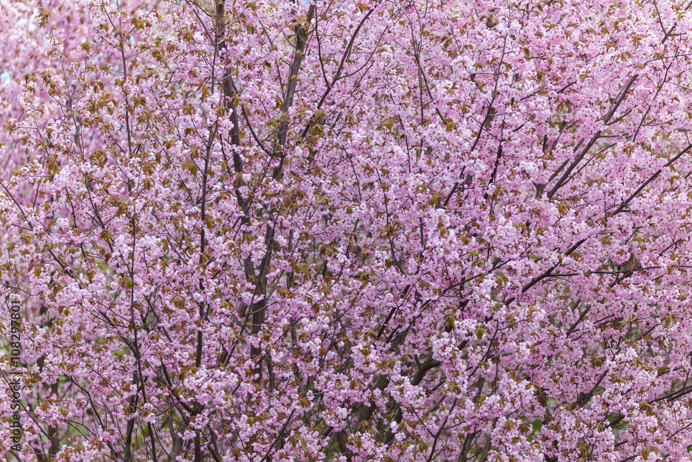 spring bloom sakura in a botanical park of Berlin