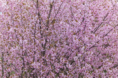 spring bloom sakura in a botanical park of Berlin © Tatiana Mirlin