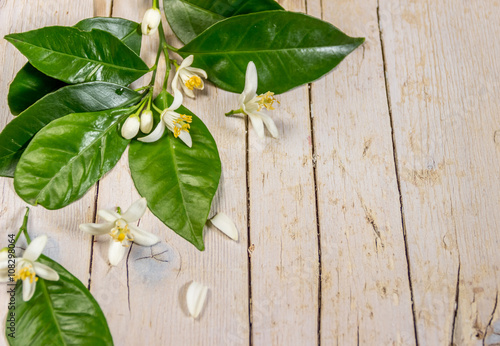 Цветущая ветка лимонного дерева на деревянном фоне