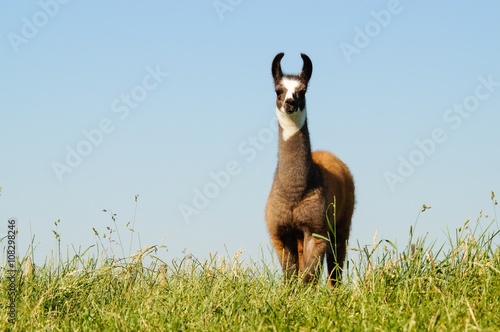 Braunes Lama auf einer Weide photo