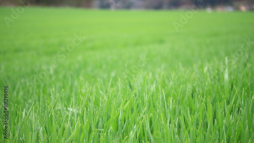 Gras Panorama - Feld - Frühlingsfrisch