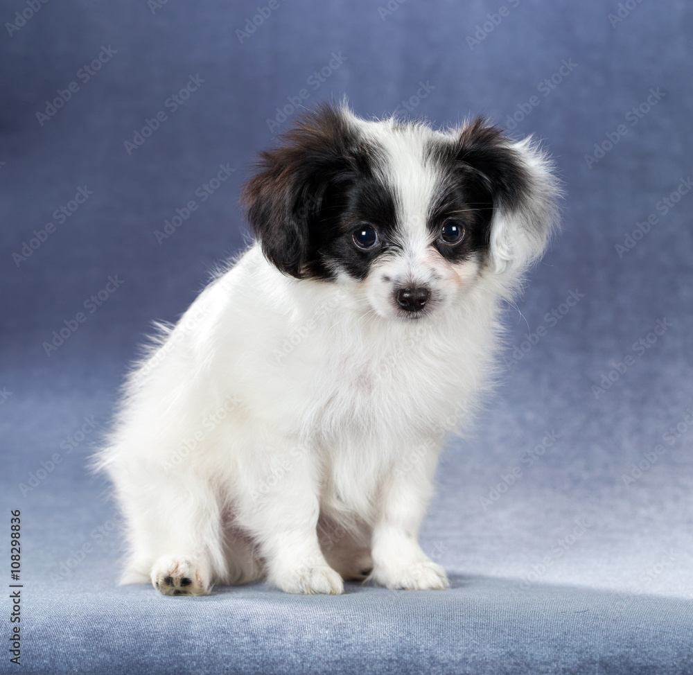 Portrait of a cute puppy Papillon Portrait of a cute puppy Papillon