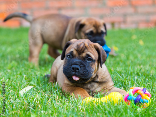 Two Bullmastiff puppies photo