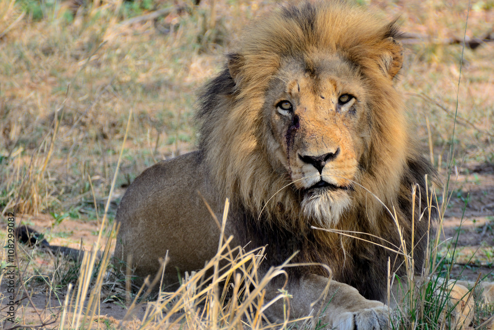 African black mane lion lying in the grass observing the surrounding activity African black mane lion lying in the grass observing the surrounding activity