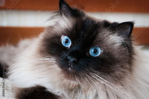 himalayan cat looking at viewer