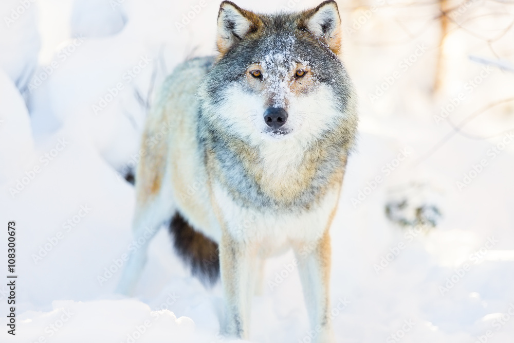 Fototapeta premium Wolf stands in beautiful and cold winter forest