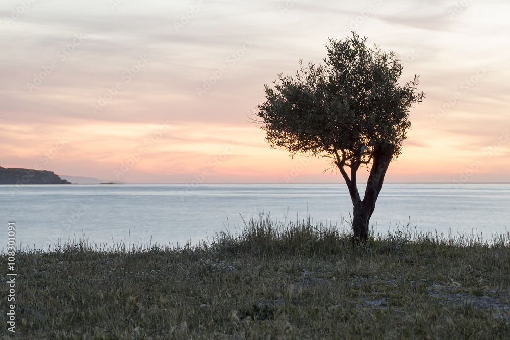 Obraz premium Lonely Tree