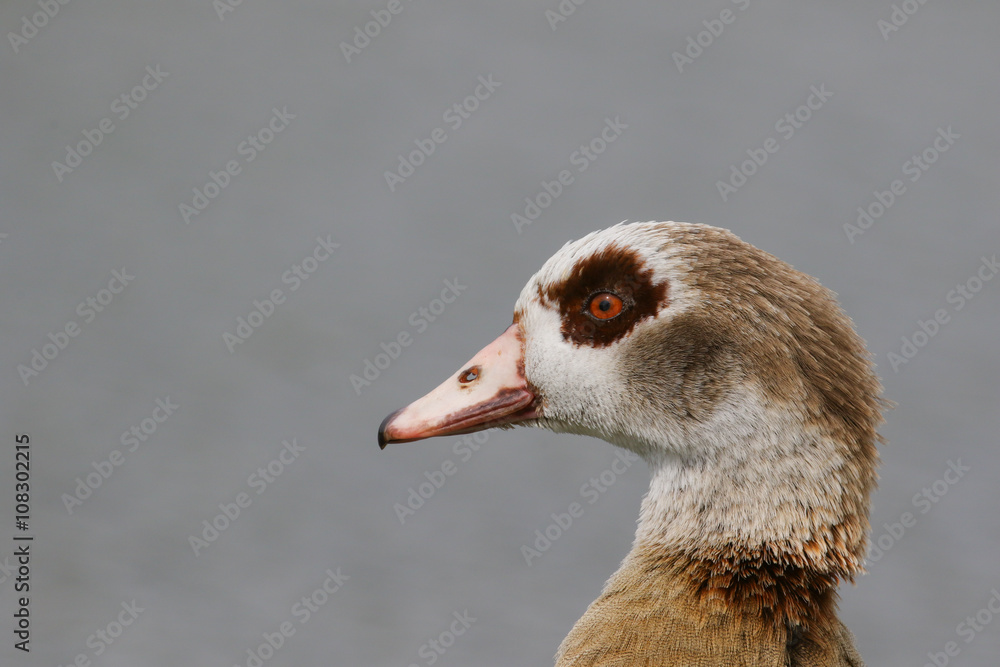 Portrait of an adult Egytian goose
