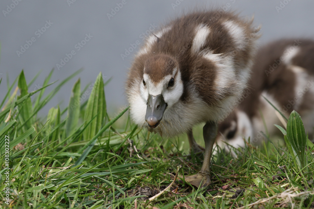 Egyptian goose ducklings in the grass Egyptian goose ducklings in the grass