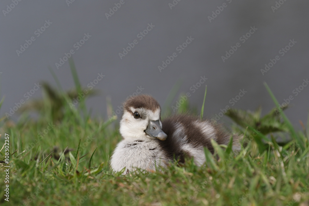 Egyptian goose duckling sitting in the grass Egyptian goose duckling sitting in the grass