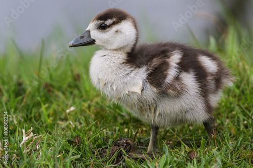 Egyptian goose duckling in the grass