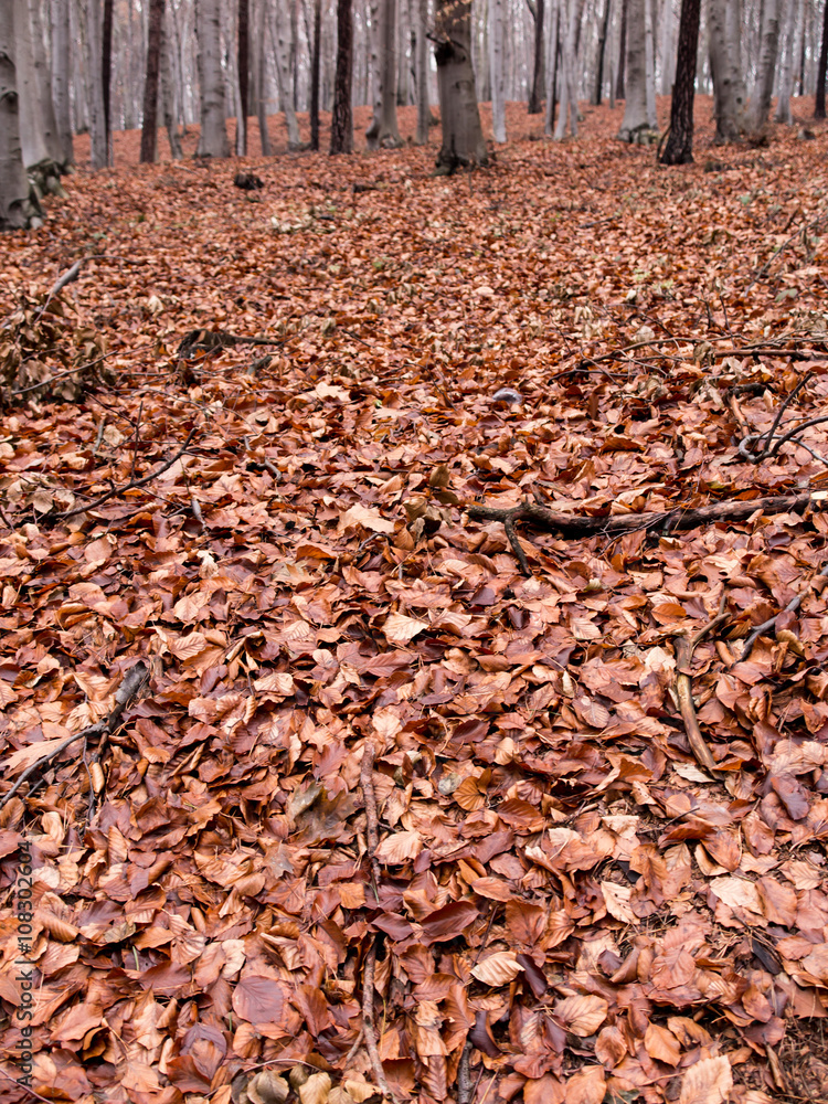 wet beech leaves fallen to the ground as the background wet beech leaves fallen to the ground as the background