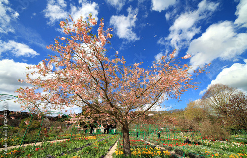 Cerisier du japon au printemps, jardin de Giverny, Normandie