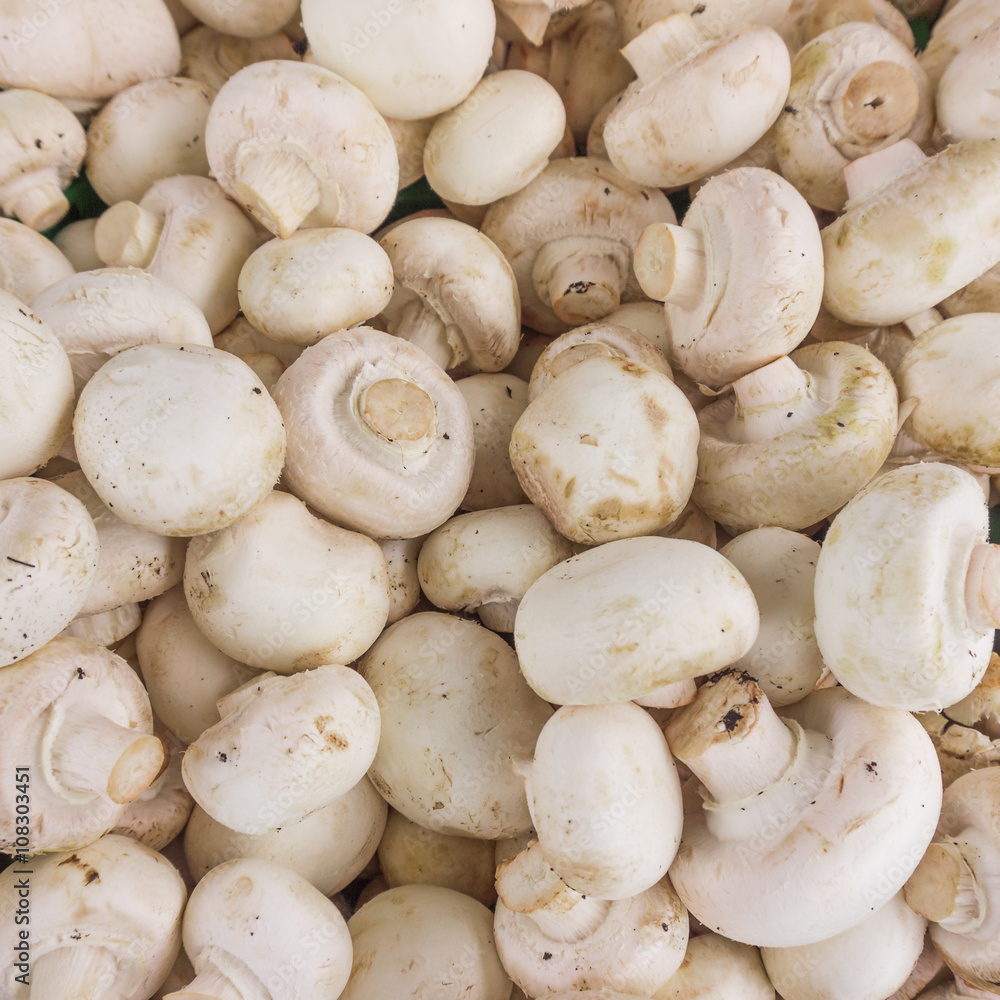 fresh champignons. Champignon mushrooms background fresh champignons. Champignon mushrooms background