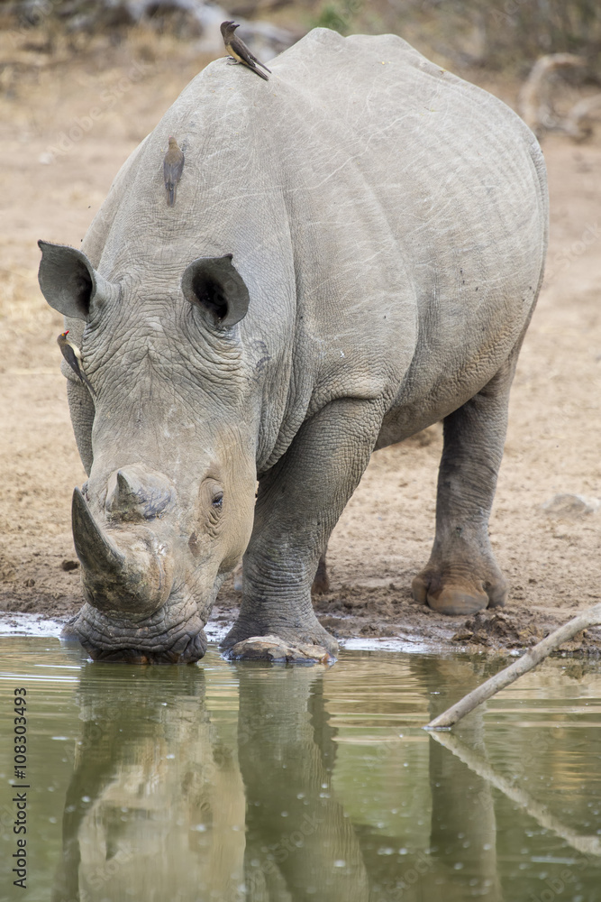 Lone white rhino bull standing at edge of a lake to drink