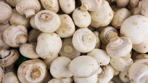 fresh champignons. Champignon mushrooms background