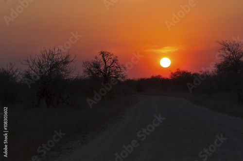 African sunset with a tree silhouette