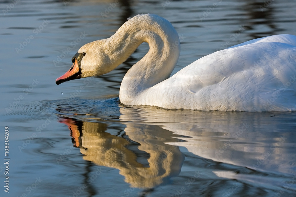 Close-up of Mute Swan (Cygnus olor) Close-up of Mute Swan (Cygnus olor)