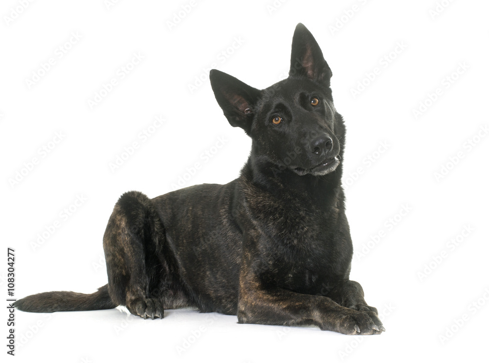 Fototapeta premium dark dutch shepherd