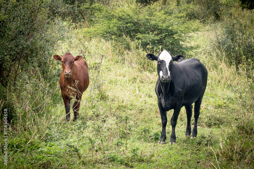 Two Cows Two Cows