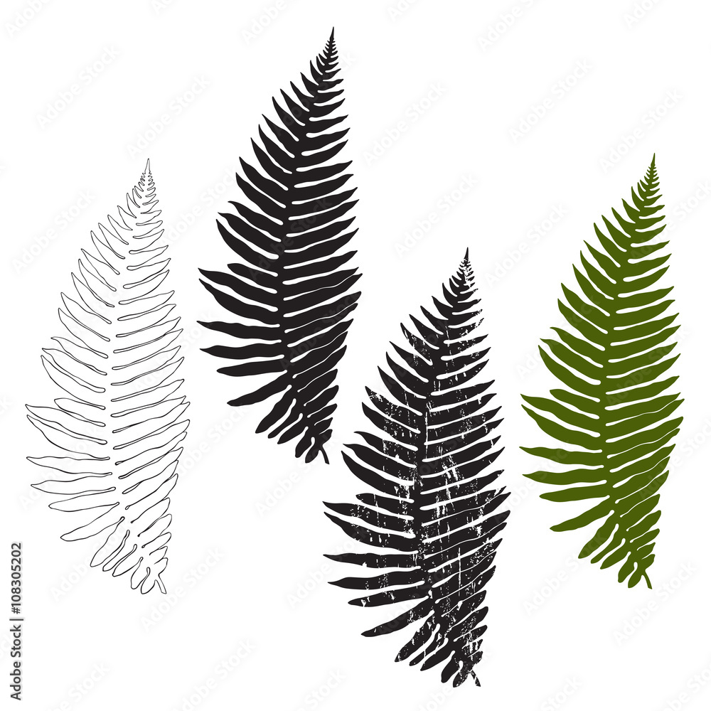 Fern, isolated elements for design on a white background. Vector illustration. Fern, isolated elements for design on a white background. Vector illustration.