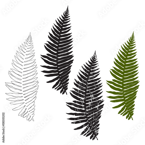 Fern, isolated elements for design on a white background. Vector illustration.