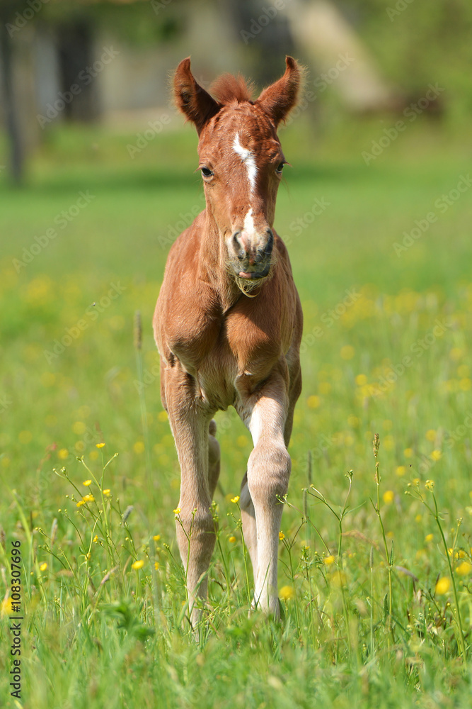 Fototapeta premium petite cheval