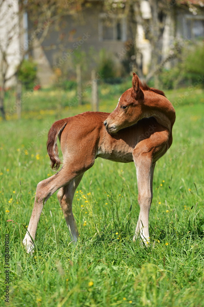 Obraz premium poulain