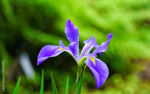 Fototapeta Naklejka Na Ścianę i Meble -  Purple Iris