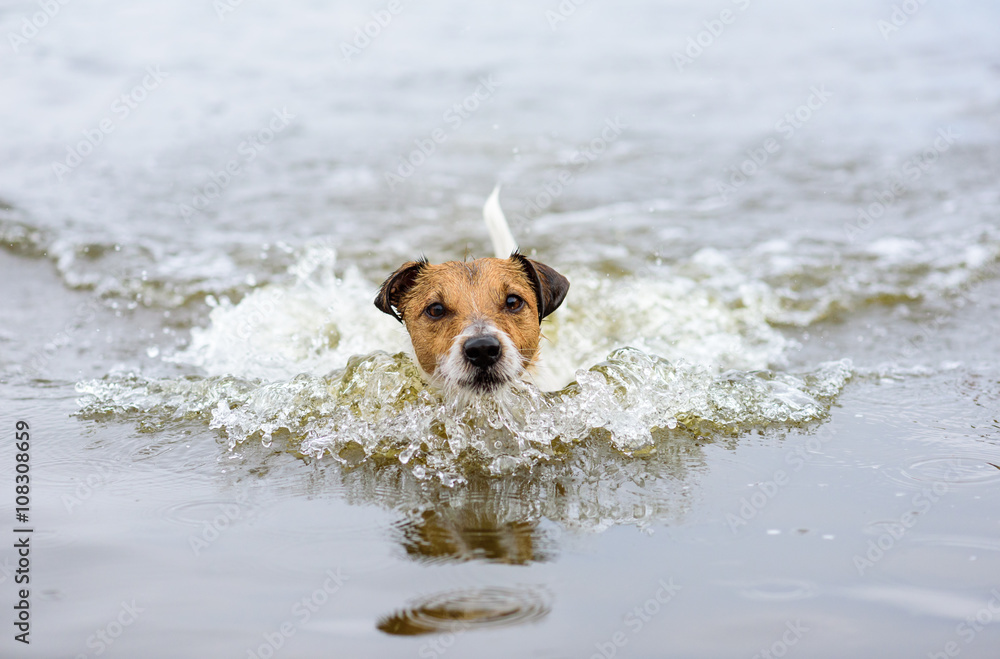 Swimming dog making water wave and looking into camera
