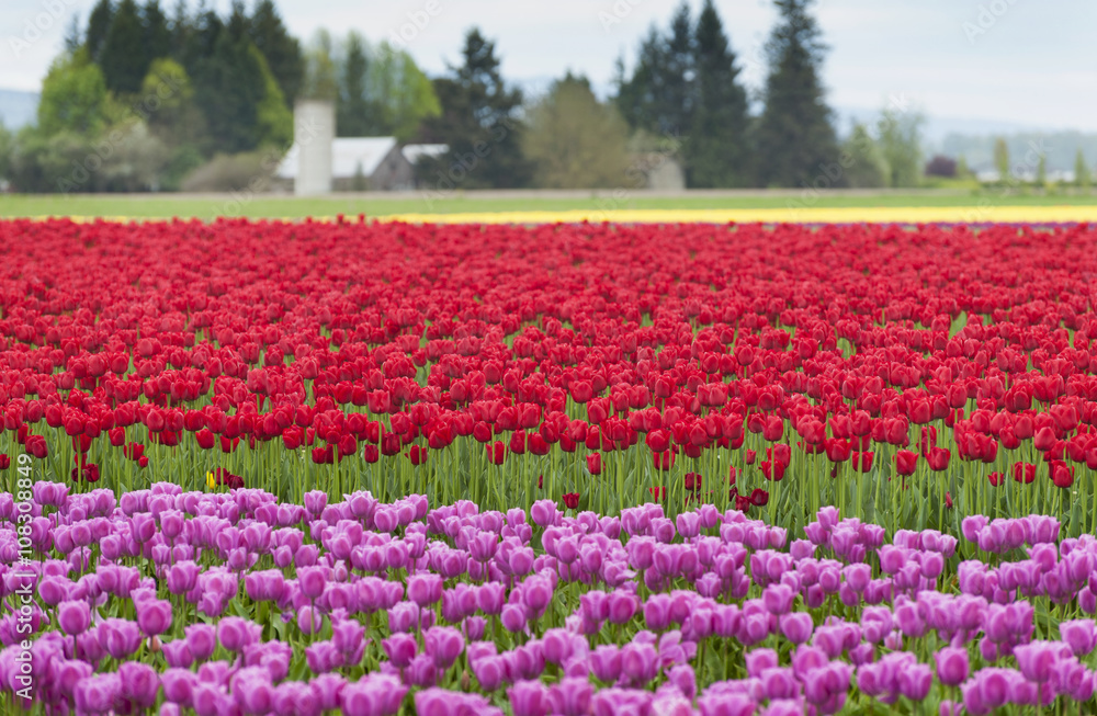 Colorful Tulip Fields. The Skagit Valley is famous for its tulip festival where thousands of people converge to witness this annual event. The colorful flowers seem to reach to the horizon.