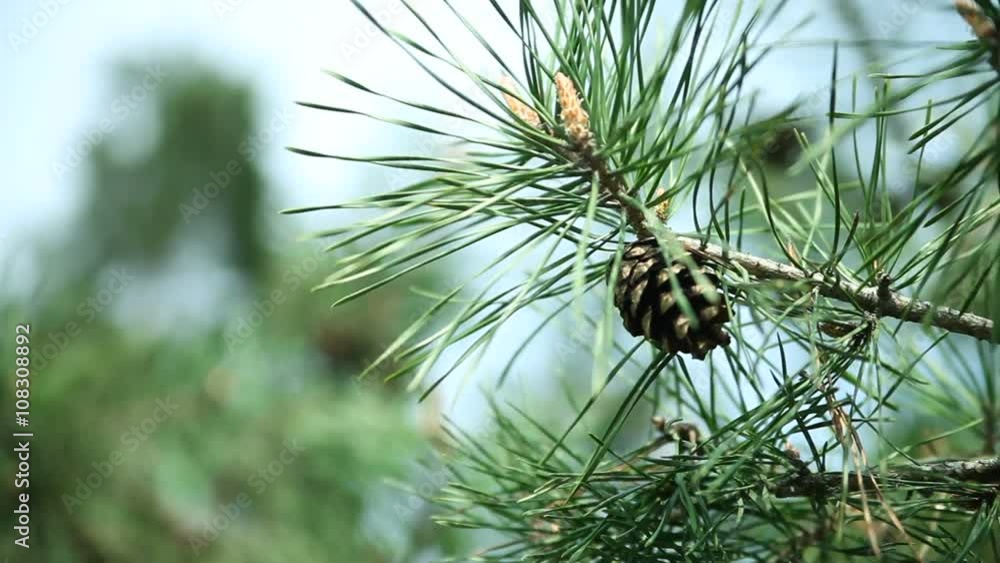 Pine branches with cones swaying in the wind. Close-up Pine branches with cones swaying in the wind. Close-up