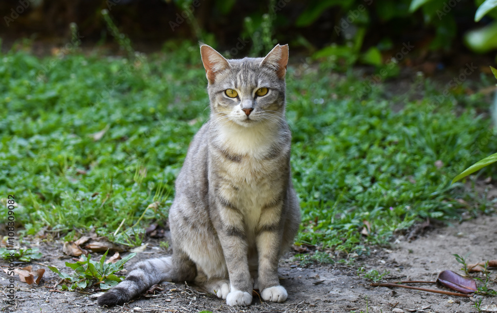 Kitten isolated on green grass, Cat standing Kitten isolated on green grass, Cat standing