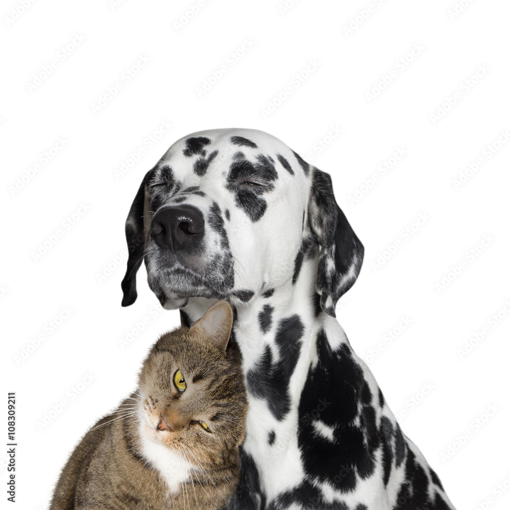 close friendship between a cat and a dog