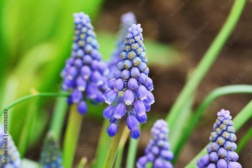 Blue grape hyacinth, Muscari Armeniacum flowers Blue grape hyacinth, Muscari Armeniacum flowers